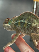 Load image into Gallery viewer, AMBILOBE Panther Chameleon: Frank x Sandy (J3)