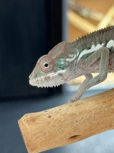 Load image into Gallery viewer, Ambilobe male panther chameleon: Flash x Opal (R5)