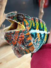 Load image into Gallery viewer, AMBILOBE Panther Chameleon: WC Hawkeye x Nugget (F4)