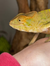 Load image into Gallery viewer, AMBANJA FEMALE Panther Chameleon: Neon Nights x Tango (S19)