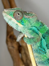 Load image into Gallery viewer, AMBILOBE Male Panther Chameleon: (E10)