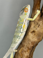 Load image into Gallery viewer, AMBILOBE male: Sam x Amie (S1)