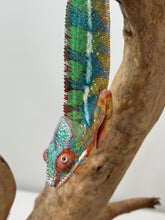 Load image into Gallery viewer, AMBILOBE Panther Chameleon: (J4)
