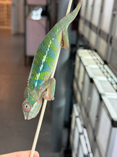 Load image into Gallery viewer, AMBILOBE Panther Chameleon: Frank x Sandy (J6)