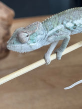 Load image into Gallery viewer, AMBILOBE Panther Chameleon: Sam x Georgia (R7)