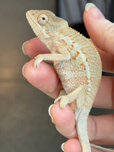 Load image into Gallery viewer, Ambiolbe FEMALE Panther Chameleon: (S1)