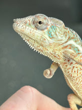 Load image into Gallery viewer, AMBANJA/NOSY FALY male (R6)