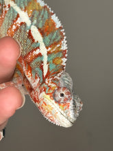 Load image into Gallery viewer, AMBILOBE Panther Chameleon: (J2)