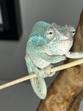 Load image into Gallery viewer, AMBILOBE Male Panther Chameleon: (E32)