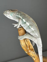 Load image into Gallery viewer, AMBILOBE male panther chameleon: Flash x Opal (J9)