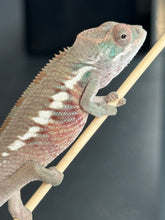 Load image into Gallery viewer, Ambilobe male panther chameleon: Flash x Opal (R5)