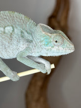Load image into Gallery viewer, AMBANJA FEMALE Panther Chameleon: Ambanja x Ankify (I10)