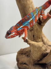 Load image into Gallery viewer, AMBILOBE Panther Chameleon: (E16)