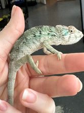 Load image into Gallery viewer, AMBILOBE Panther Chameleon: Starburst x Shirin (R2)