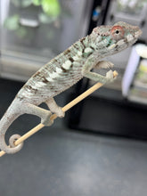 Load image into Gallery viewer, AMBILOBE Panther Chameleon: Rogue x Phoenix (R1)