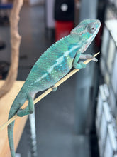 Load image into Gallery viewer, AMBILOBE male: Starburst x Margaret (D2)
