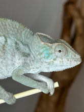 Load image into Gallery viewer, AMBANJA FEMALE Panther Chameleon: Ambanja x Ankify (I10)