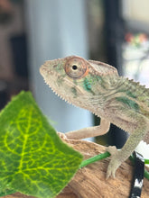 Load image into Gallery viewer, AMBILOBE Panther Chameleon: Magnus x Emma (Q4)
