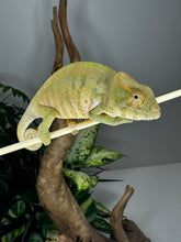 Load image into Gallery viewer, AMBANJA FEMALE Panther Chameleon: Neon Nights x Tango (S19)