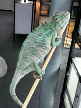 Load image into Gallery viewer, ANKILOBE Panther Chameleon: Ankify x Ambilobe (S7)