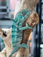 Load image into Gallery viewer, AMBANJA/NOSY FALY male (E16)
