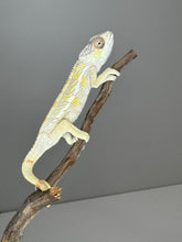 Load image into Gallery viewer, SAMBAVA Panther Chameleon: (E17)