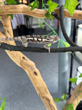 Load image into Gallery viewer, SAMBAVA Panther Chameleon: Marley x Mabel (R7)