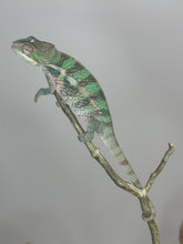 Load image into Gallery viewer, AMBILOBE Panther Chameleon: (E5)
