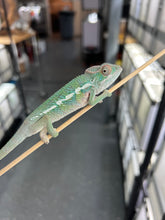 Load image into Gallery viewer, Ambilobe male: Flash x Rocky (R5)