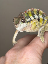 Load image into Gallery viewer, SAMBAVA Panther Chameleon: (E11)