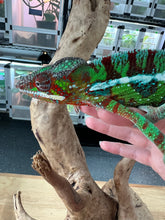 Load image into Gallery viewer, Ambilobe Panther Chameleon Riot/JJ/Bolt J7