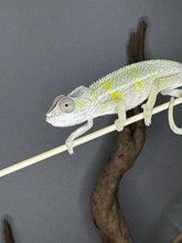 Load image into Gallery viewer, Ambilobe male panther chameleon: Flash x Opal (E22)