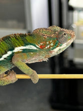 Load image into Gallery viewer, ANKILOBE Panther Chameleon: Ankify x Ambilobe (J5)