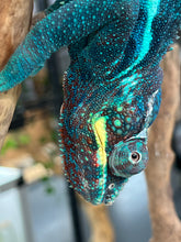 Load image into Gallery viewer, Ambanja male: GOODWIN