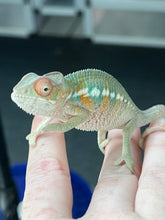 Load image into Gallery viewer, AMBILOBE male: Sam x Amie (Q4)