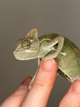 Load image into Gallery viewer, 🦎 Juvenile Male Veiled Chameleon – Hand-Raised & Healthy ✅ | S4