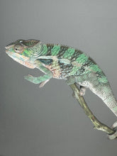 Load image into Gallery viewer, AMBILOBE Panther Chameleon: (E5)