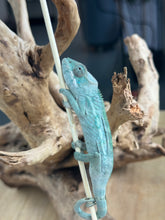 Load image into Gallery viewer, AMBILOBE Panther Chameleon: Frank x Sandy (Q2)