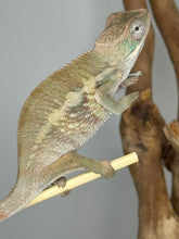 Load image into Gallery viewer, AMBILOBE Panther Chameleon male: (E1)