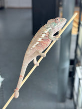 Load image into Gallery viewer, Ambilobe male panther chameleon: Flash x Opal (R5)