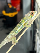 Load image into Gallery viewer, AMBILOBE male: Sam x Amie (Q4)