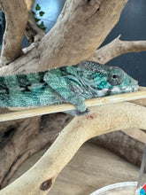 Load image into Gallery viewer, AMBILOBE Panther Chameleon: Starburst x Shirin (P1)