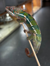 Load image into Gallery viewer, ANKILOBE Panther Chameleon: Ankify x Ambilobe (J5)