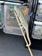Load image into Gallery viewer, AMBILOBE Panther Chameleon: Sam x Georgia (R6)