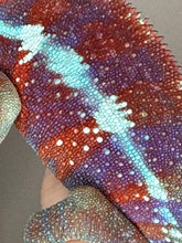 Load image into Gallery viewer, AMBANJA Panther Chameleon: (E23)