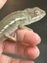 Load image into Gallery viewer, AMBILOBE Panther Chameleon: Starburst x Margaret (I8)