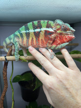Load image into Gallery viewer, AMBILOBE Panther Chameleon: Riot/JJ/Bolt (J2)