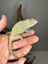 Load image into Gallery viewer, AMBANJA FEMALE Panther Chameleon: Neon Nights x Tango (S18)