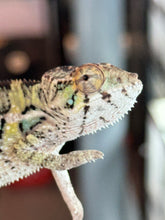 Load image into Gallery viewer, AMBILOBE Panther Chameleon: Sam x Amie (I7)