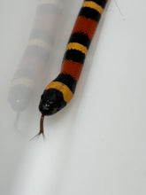 Load image into Gallery viewer, Apricot Pueblan Milk Snake- (MS5)